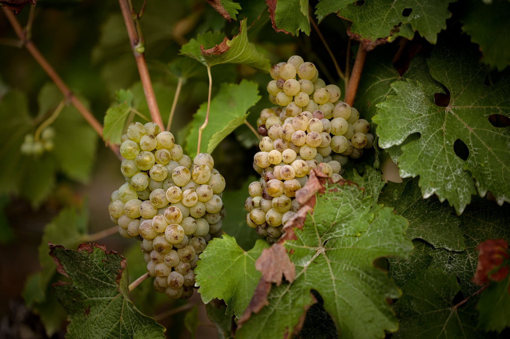 Vigne de Chenin Blanc