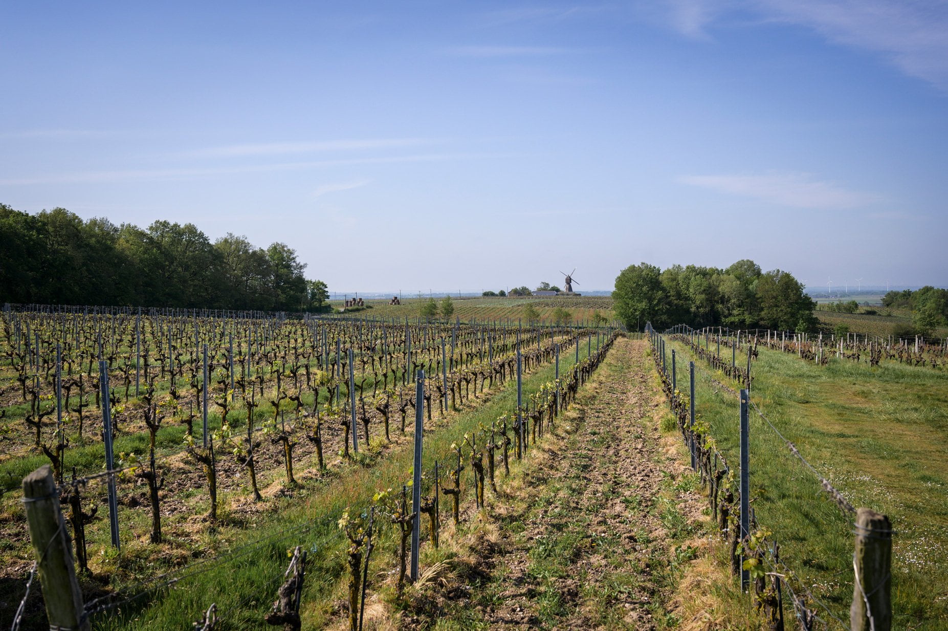 Histoire du vin d'Anjou