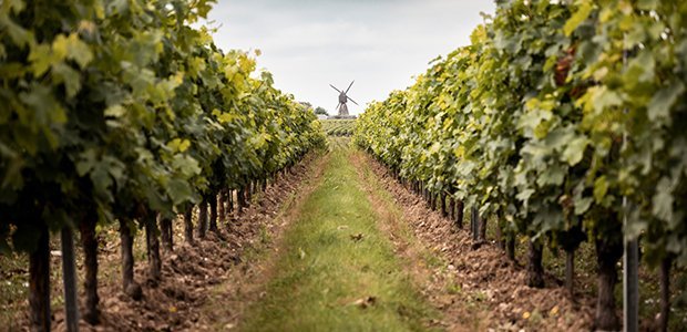 Chemin de vigne avec vieux moulin au fond