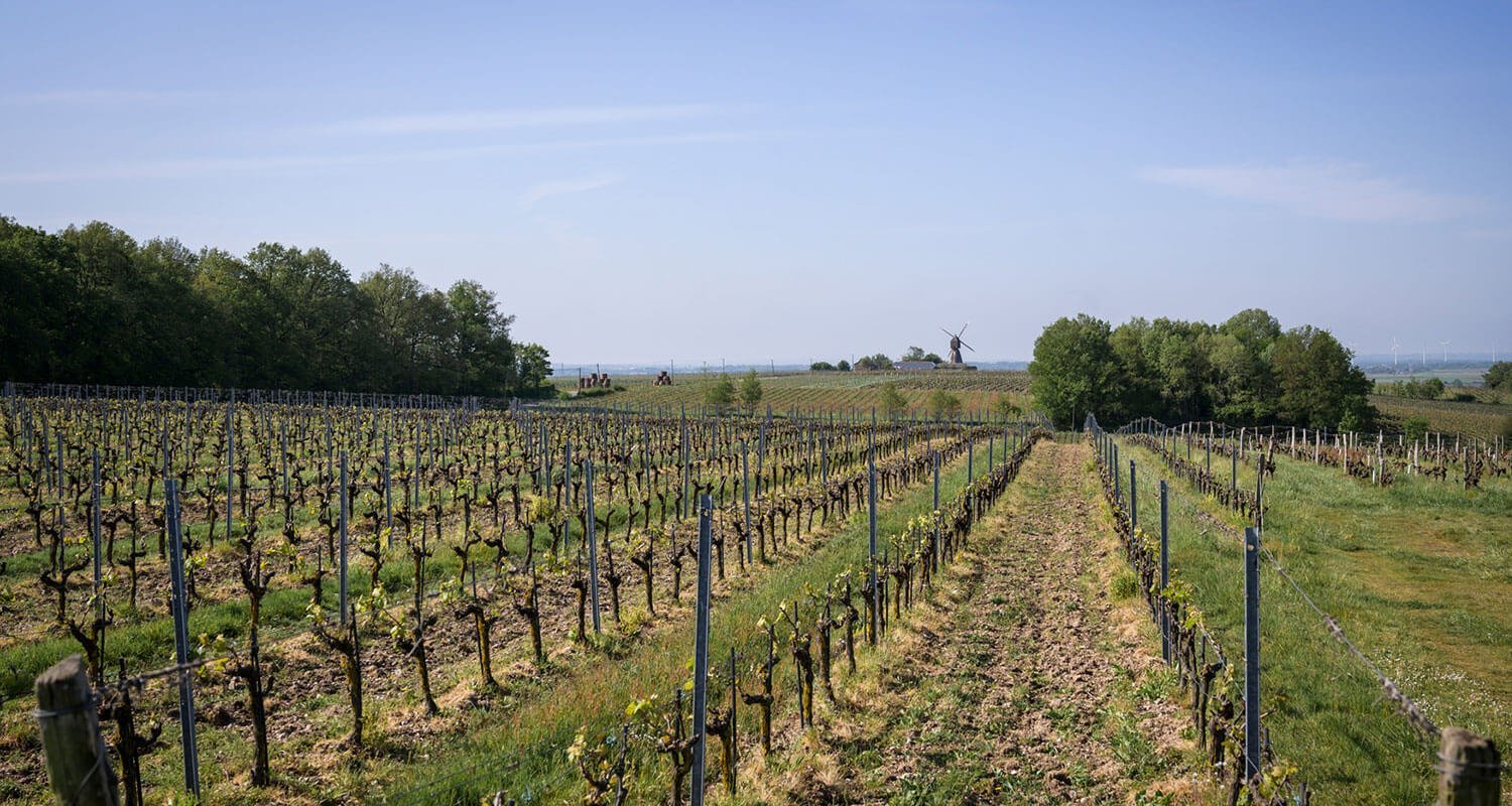 La vigne et la sécheresse