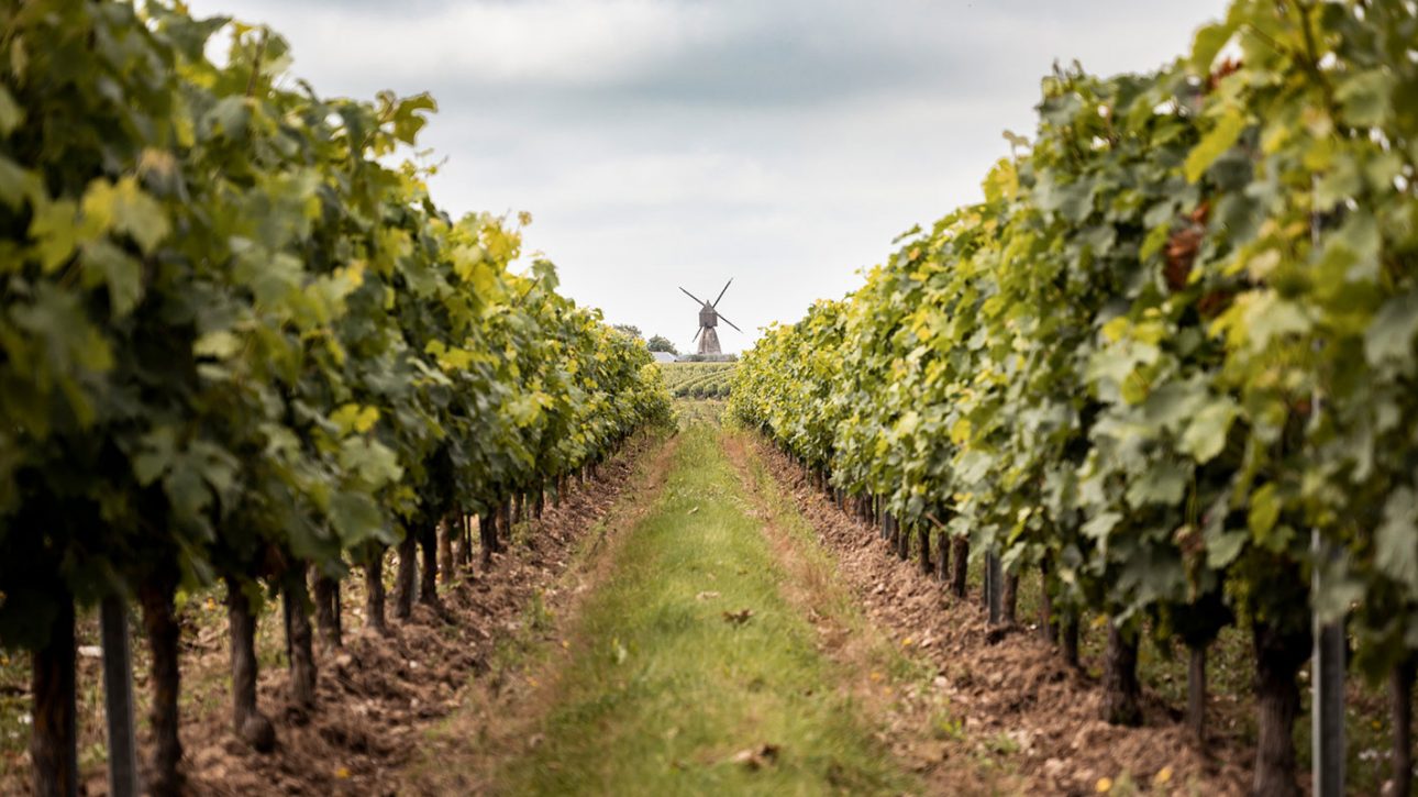 Une brève histoire du vin en Anjou